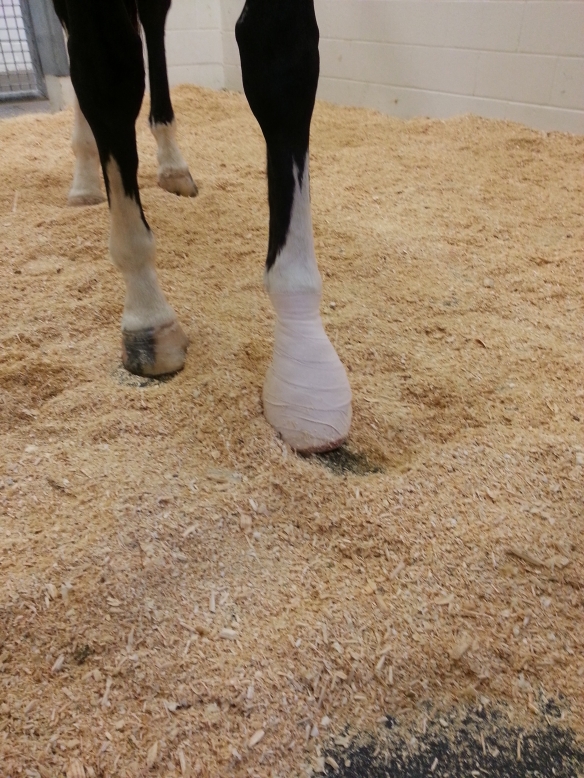 Bruno's bandaged hoof-and yes, that is blood seeping the bottom.