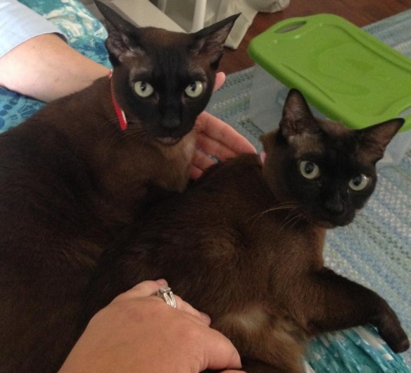 Burmese brother and sister cats.